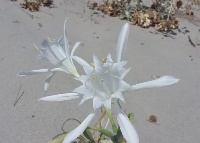 Villaloddo1 Frontemare Apartman Tertenìa